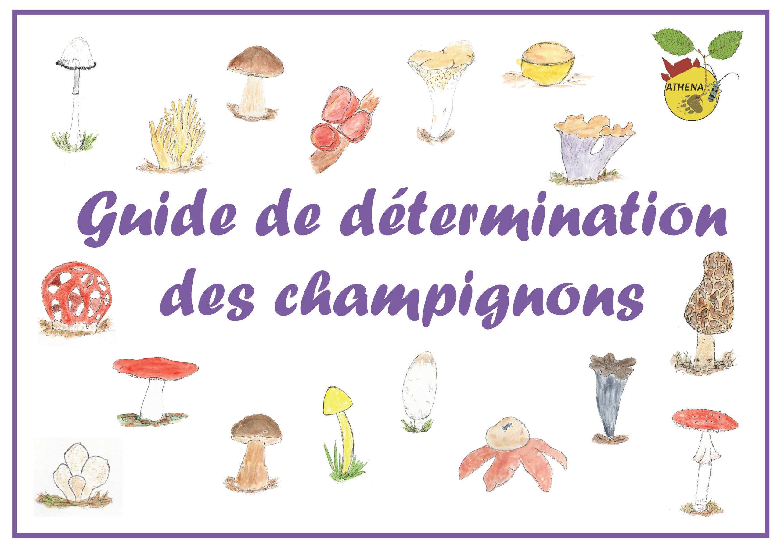 Guide des champignons