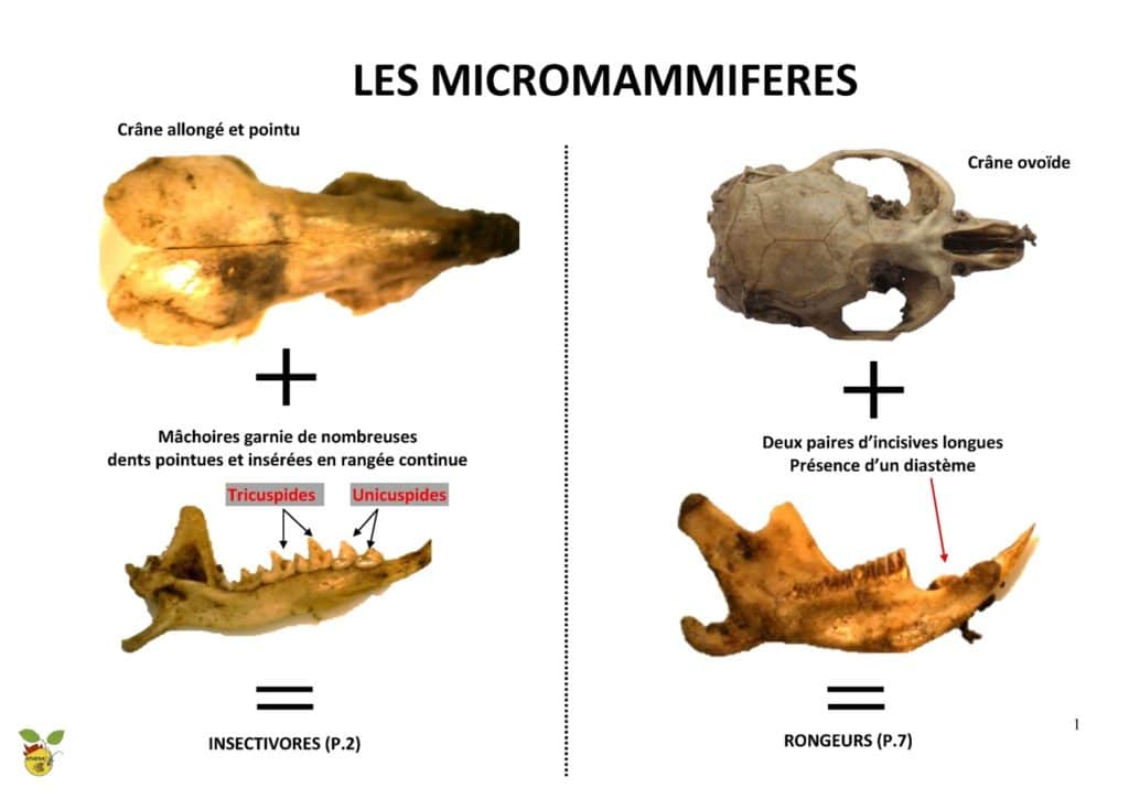 micromammif-res-cl-de-d-termination-et-cl-simplifi-e-pour-les