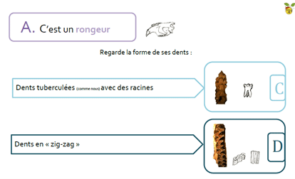 Clé d'identification en main des micromammifères de France métropolitaine